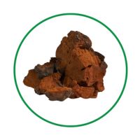 Chaga