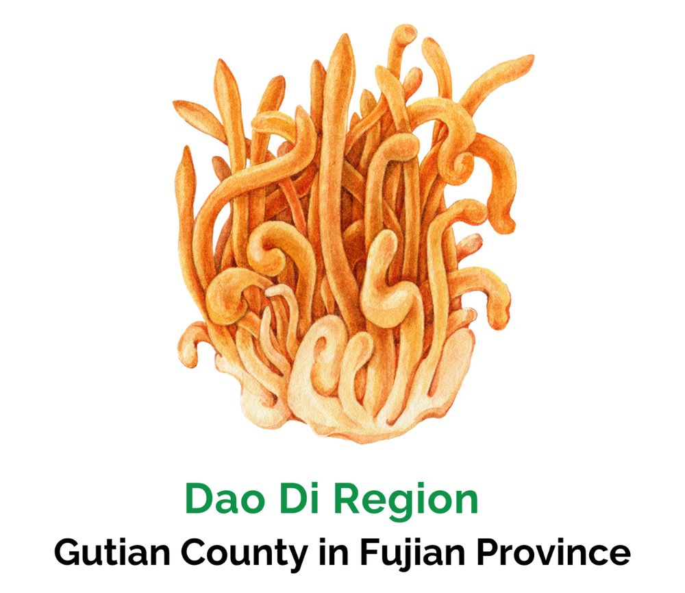 Cordyceps - Dao Di Region