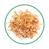 Cordyceps