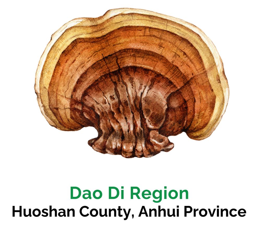 Reishi - Dao Di Region