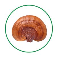 Reishi