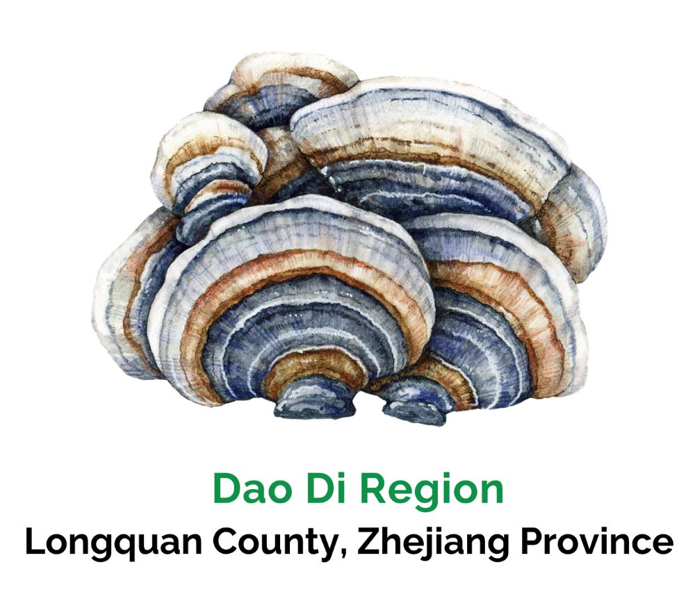 Turkey Tail - Dao Di Region